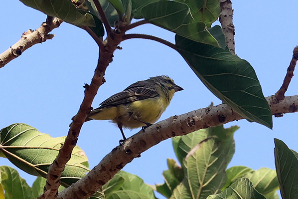 Yellow-fronted Canary